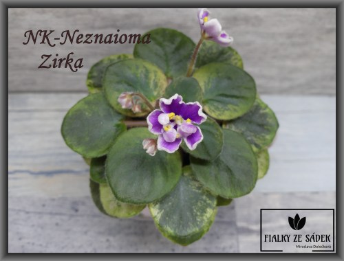 NK-Neznaioma Zirka 